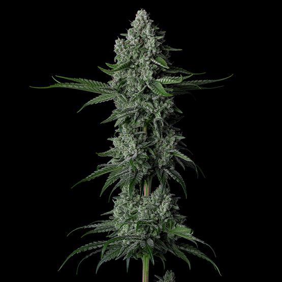 Granpa_Stash_ETHOS semenacannabis_cz